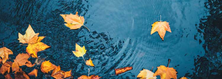 leaves on the water